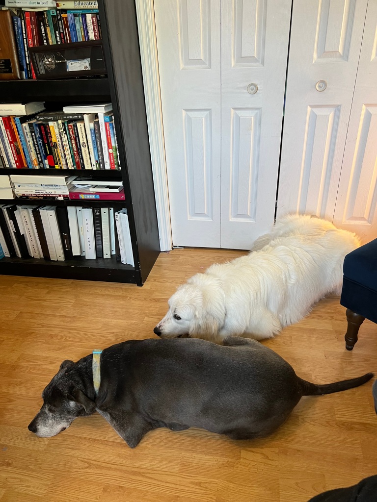 Daisy and Summitt in the floor of the home office